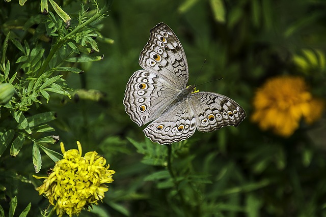 gray-pansy-1644189_640